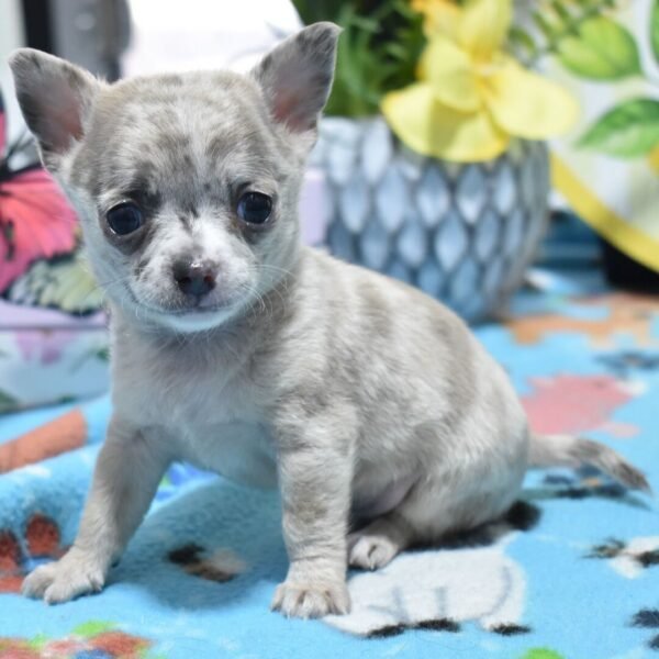 Milo