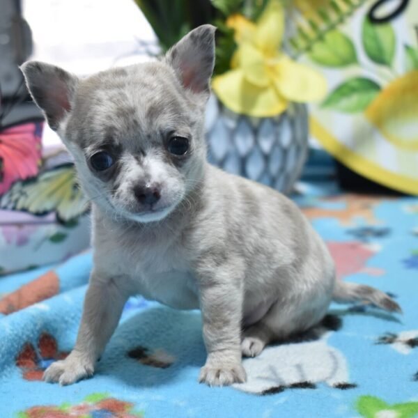 Milo
