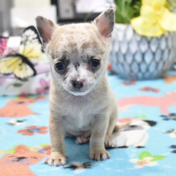 Milo