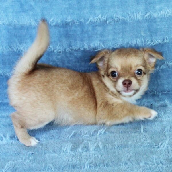 Bruno