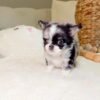 Chico