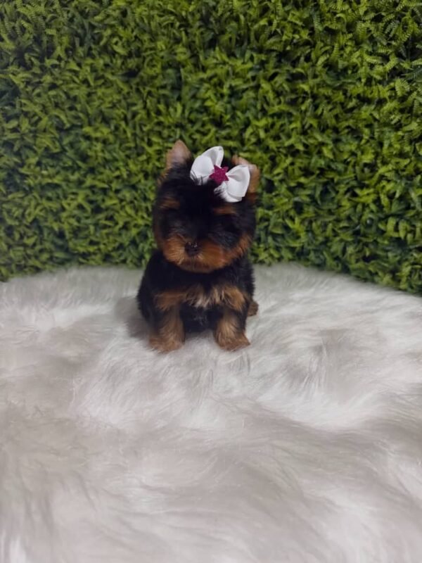 Dora