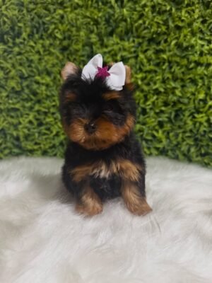 Dora
