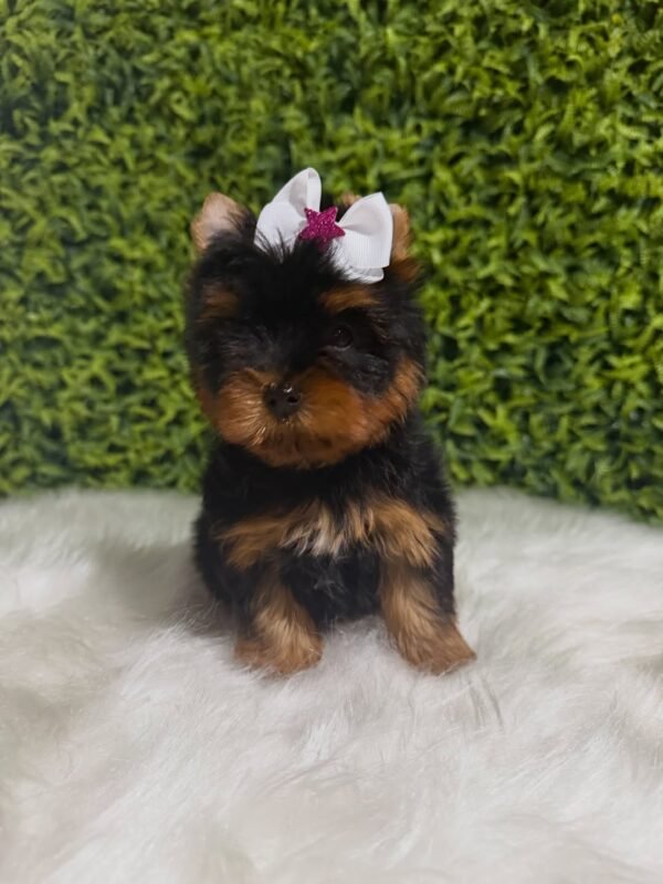 Dora