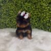 Dora