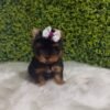 Dora