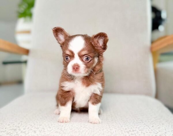 Teddy