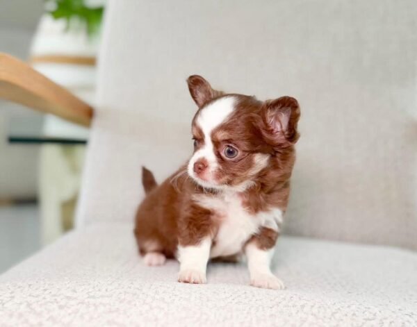 Teddy
