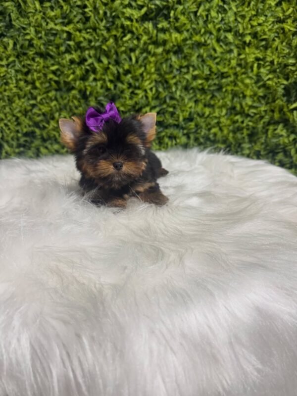 Coco