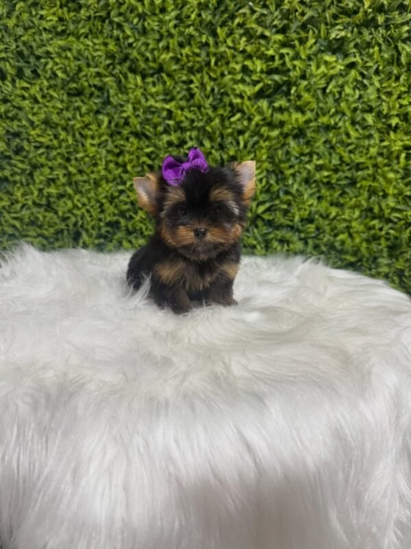 Coco