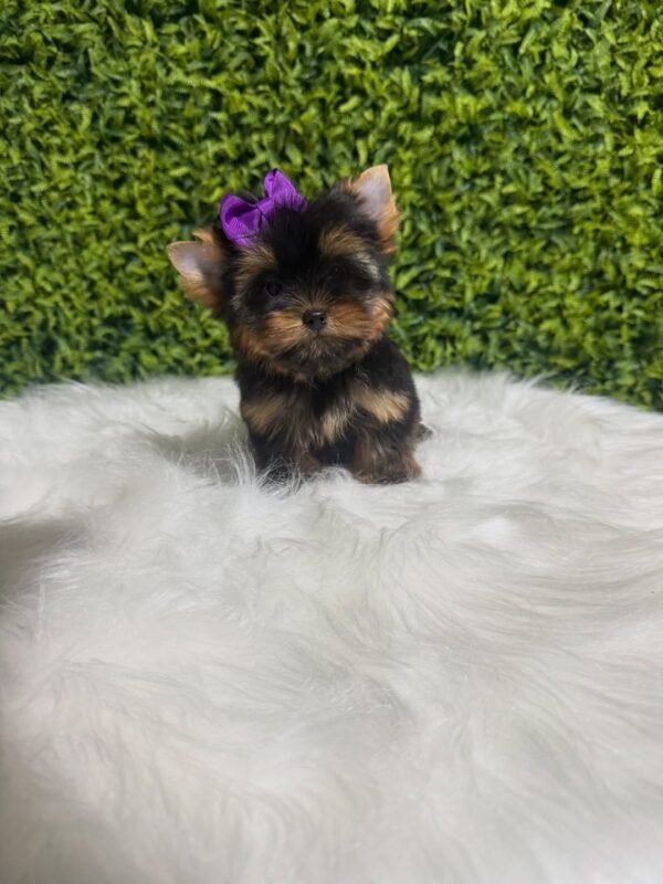 Coco