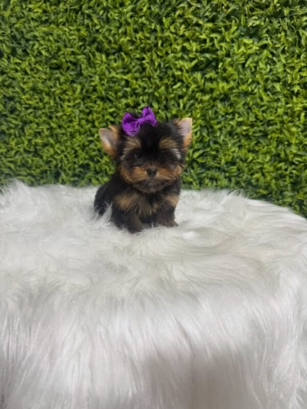 Coco