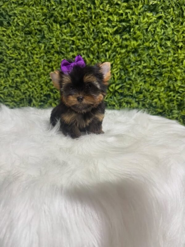 Coco