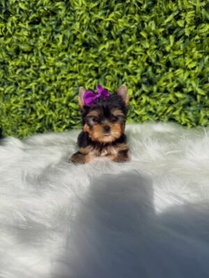 Coco
