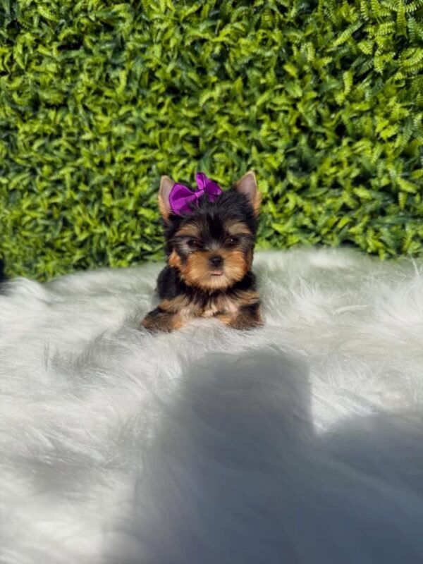 Coco