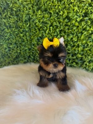 Puppia