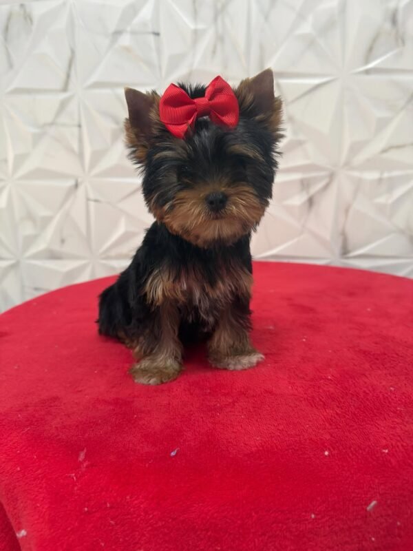 Bella