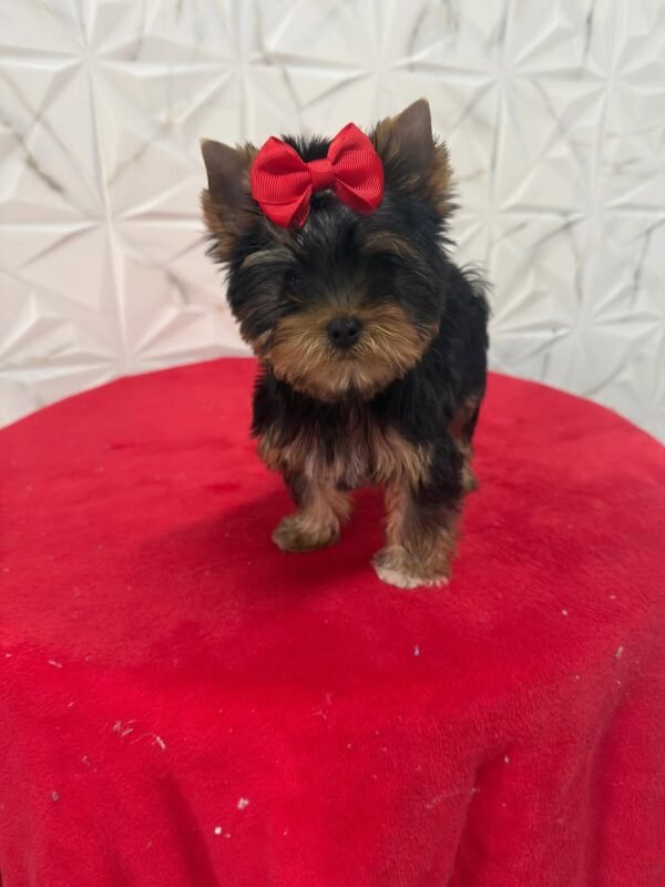 Bella