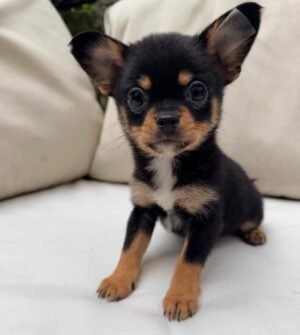 Bella