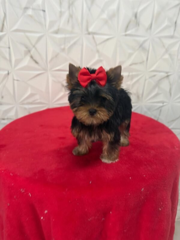 Bella