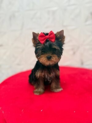 Bella