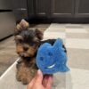 Chico