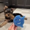 Chico