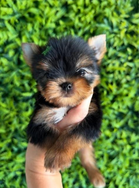 Duke