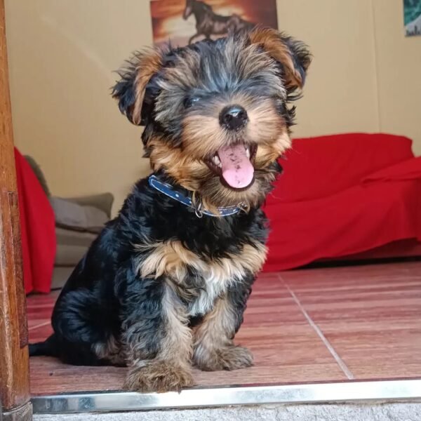 Max