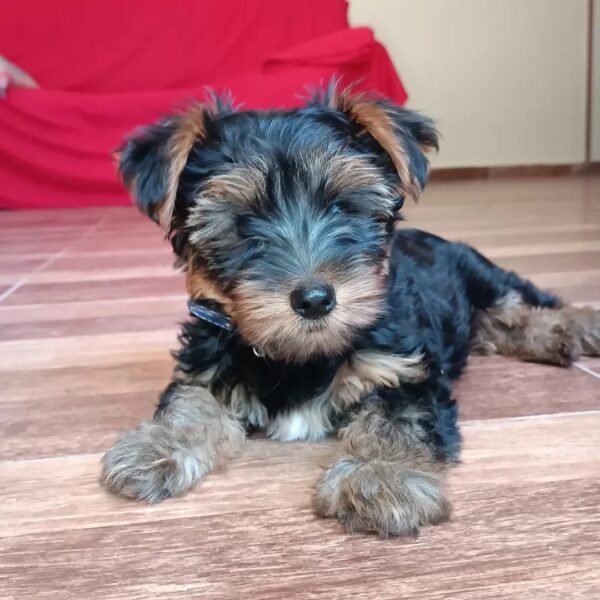 Max