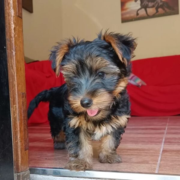 Max