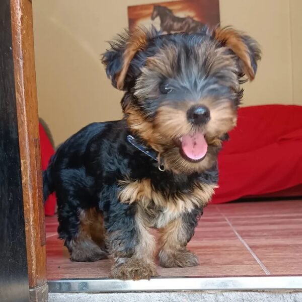 Max