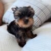 milo (1) Milo