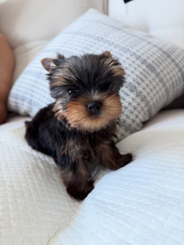 milo (1) Milo