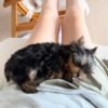 milo (2) Milo