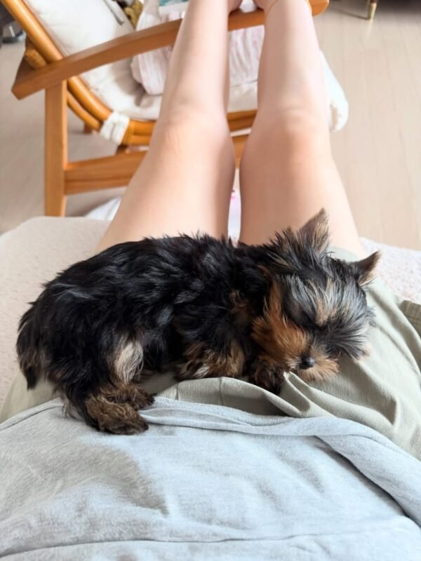 milo (2) Milo