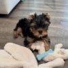 milo (3) Milo