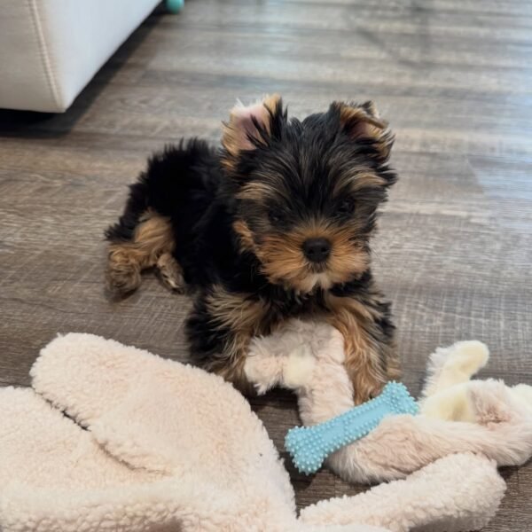 milo (3) Milo