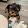 milo (4) Milo