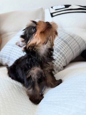 Milo