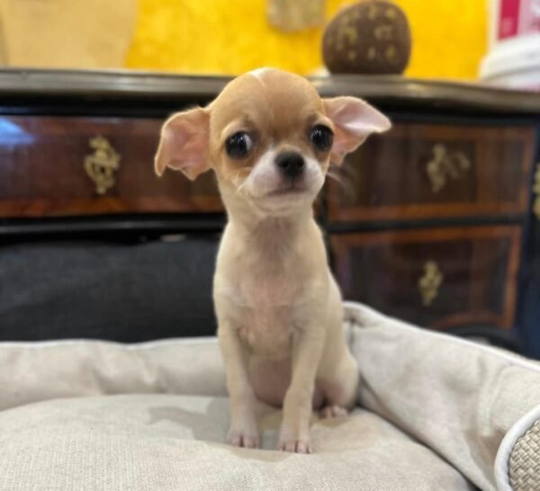 Nova